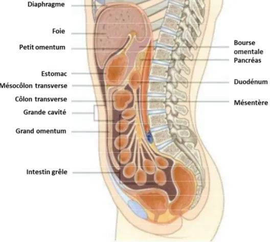 Figure n°2 : Cavités et replis péritonéaux  [1] 
