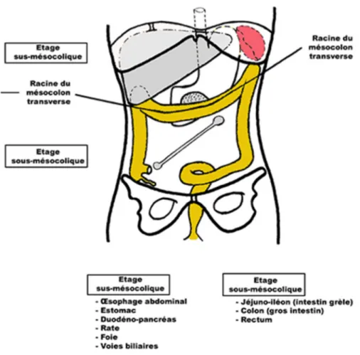 Fig 1 : les différents étages de l’abdomen(1) 