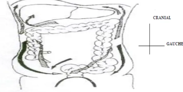 Figure 2 : Mouvements des fluides intra péritonéaux ; 