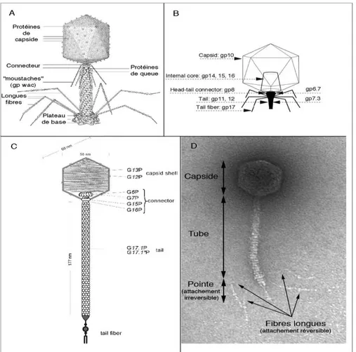 Figure  1 :  Schémas  illustrant  la  morphologie  et  les  différentes  protéines  structurales  composant :  (A)  le  phage  T4  (Myoviridae,  queue  contractile),  (B)le  phage  T7  (Podoviridae,  queue  courte)  et  (C)le  phage  SPP1  (Siphoviridae