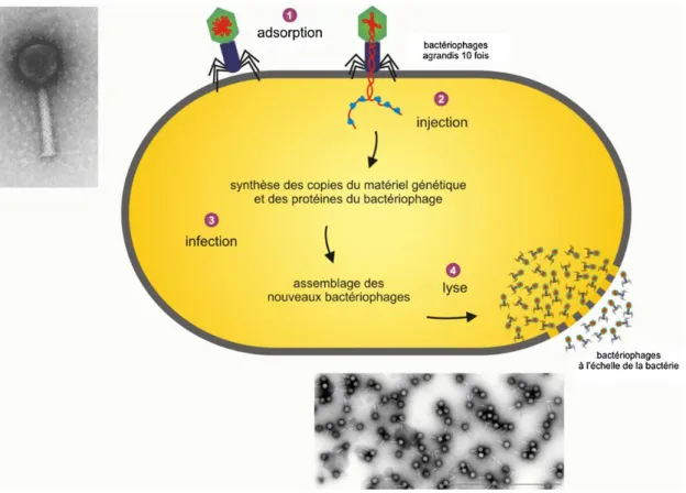 Figure 5 :     Cycle lytique d‘un bactériophage [3].    