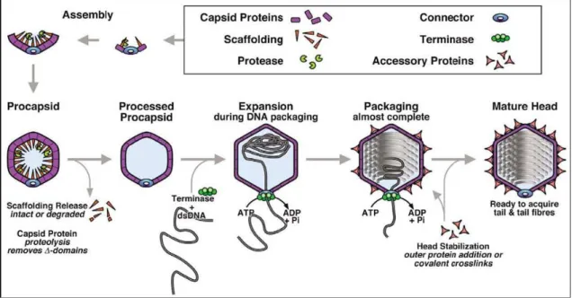 Figure 7.  Schéma général des différentes étapes dans l‘assemblage des capsides des phages  de la famille des Caudovirales ainsi que les différentes protéines invariablement impliquées :  protéines  de  capside,  protéine  d‘échafaudage,  protéase,  termin