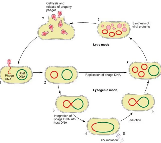 Figure 8 : Schéma général du cycle de vie du bactériophage tempéré λ  [81].  