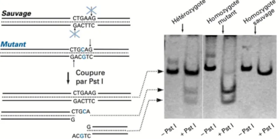 Figure 3: Profil de digestion de produits de PCR digérés ou non par l’enzyme de restriction PstI 