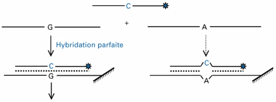 Figure 6: Principe de l’hybridation spécifique d’allèle avec une sonde discriminante 