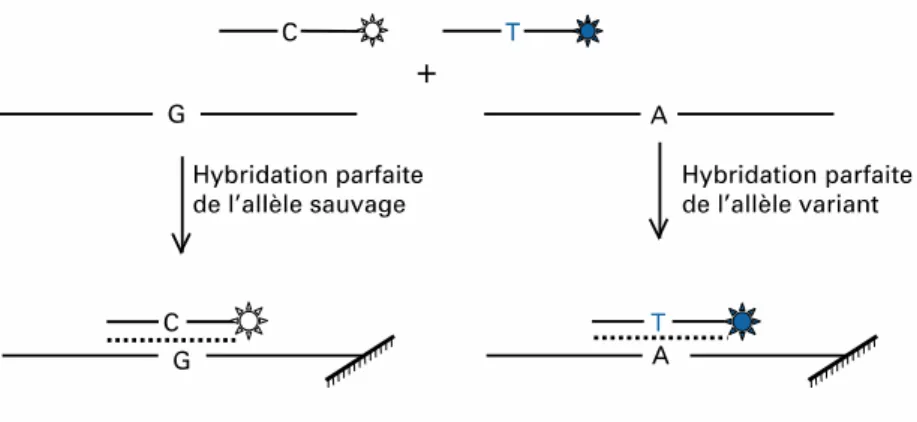 Figure 7: Principe de l’hybridation spécifique d’allèle avec deux sondes discriminantes 