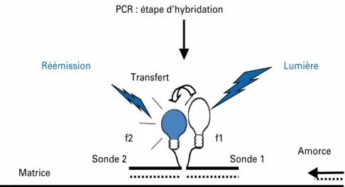 Figure 11: Principe du FRET 