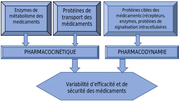 Figure 1: Localisation des variations génétiques affectant la réponse aux médicaments