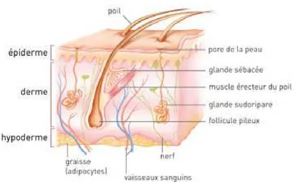 Figure 1 : Les différentes couches de la peau [16] 