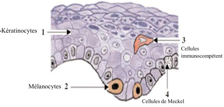 Figure 2 : Les quatre populations cellulaires de l'épiderme [19] 