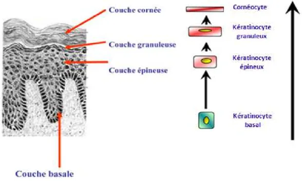 Figure 3 : Evolution d'un kératinocytes au sein des 4 couches de l'épiderme [17] 