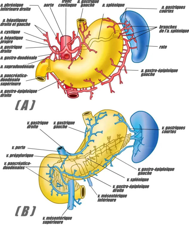 Figure 5 : vascularisation de la rate. 