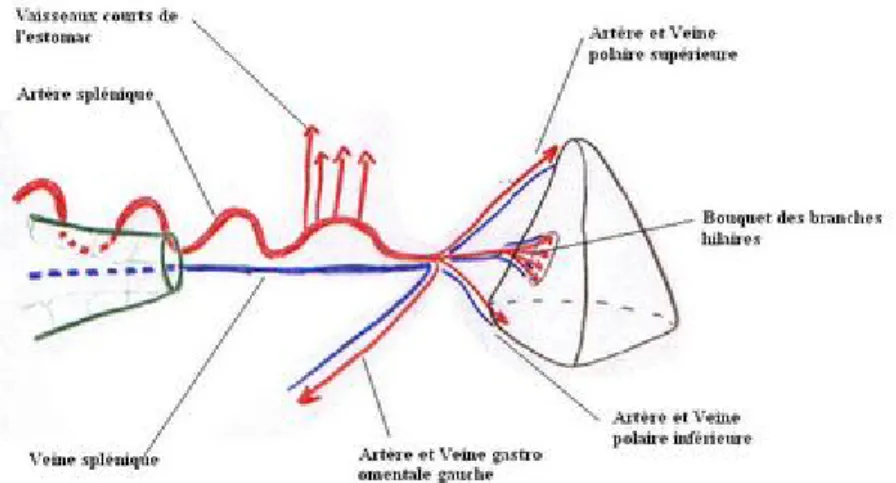 Figure 6 : vascularisation de la rate 