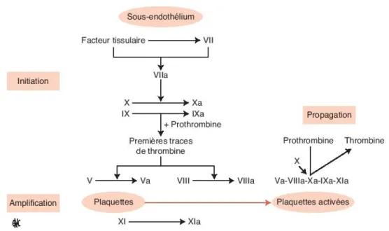 figure 10 :Schéma dynamique simplifié de la coagulation en excluant les inhibiteurs  (initiation, amplification, propagation) (d'après Hoffman, Monroe :cell mediated hemostasis )