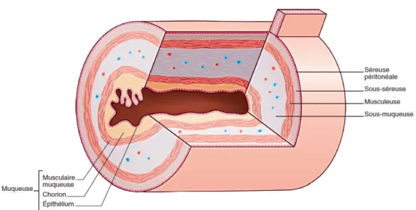 Figure 8: Structure de la paroi digestive [68] 