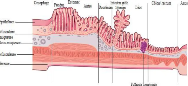 Figure 9: Aspect histologique de la paroi digestive [68] 