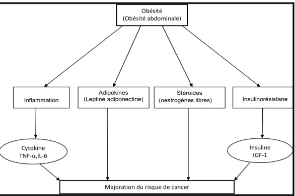 Figure 2 : Relation entre cancer et obésité : les mécanismes possibles [23] 