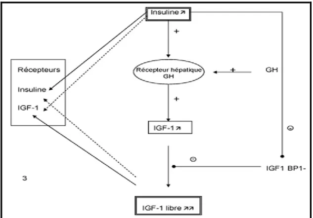 Figure 3 : interaction entre insuline et IGF dans l’obésité [35]. 