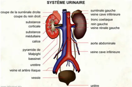 Figure 1 : Anatomie de l’appareil urinaire [12] 