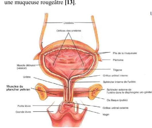 Figure 5 : Coupe frontale du bas appareil urinaire [13] 