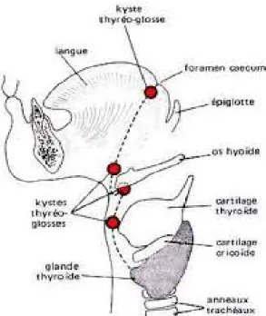Figure 2 : Trajet de migration de la glande thyroïde. 