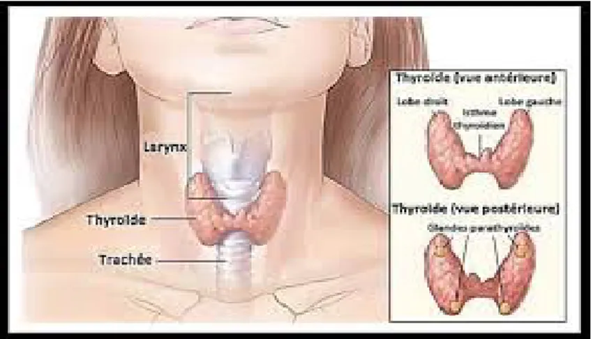 Figure 3 : Situation anatomique de la glande thyroïde. 
