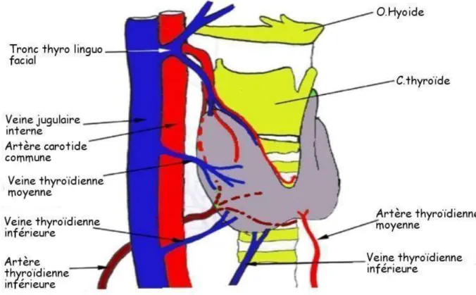 Figure 8 : vascularisation de la glande thyroïde. 