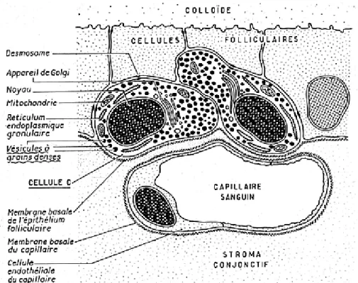 Figure 9 : schéma d’une coupe de la glande thyroïde au microscope  électronique. 