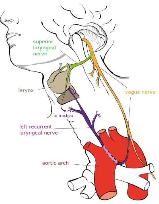 Figure 2 : Vue  des principales branches du nerf vague [20] 