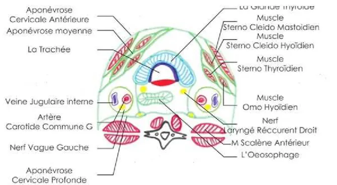 Figure 3 : coupe transversale passant par C6 montrant les rapports du nerf  vague [20] 