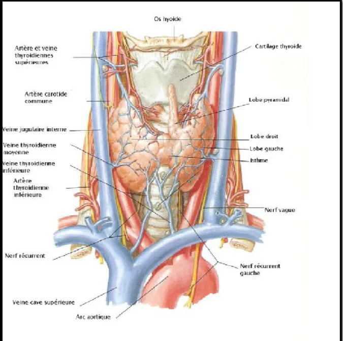 Figure 1:rapport et vascularisation de la thyroïde [8] 