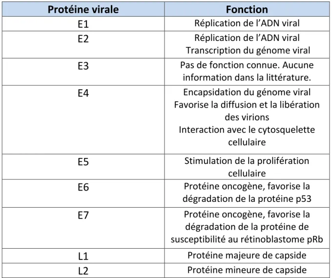 Tableau I : Tableau récapitulatif de la fonction des protéines virales des  HPV 