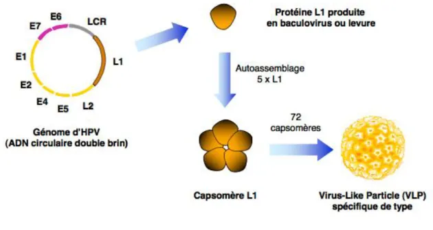 Figure 7 : Production des pseudoparticules virales (VLP) contenues dans les  vaccins [54] 