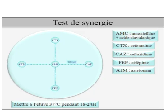 Figure 1 : illustration d’un test de synergie 