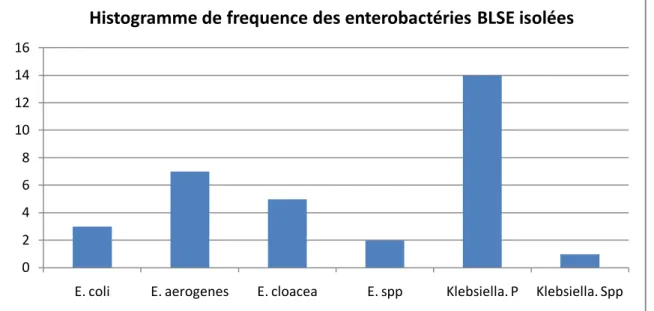 Figure 4 : Histogramme de fréquence des entérobactéries BLSE isolées. 