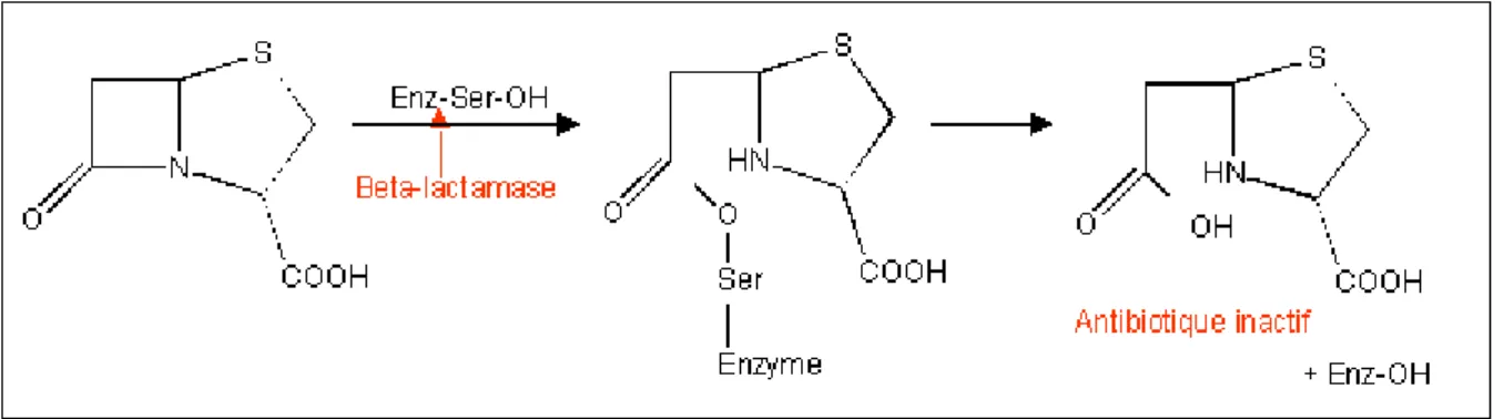 Figure 6 : Action des bétalctamases sur les bétalactamines 