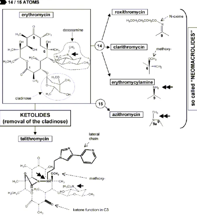 Figure 2 : Macrolides à 14 ou 15 atomes dans le cycle macrolactonique 