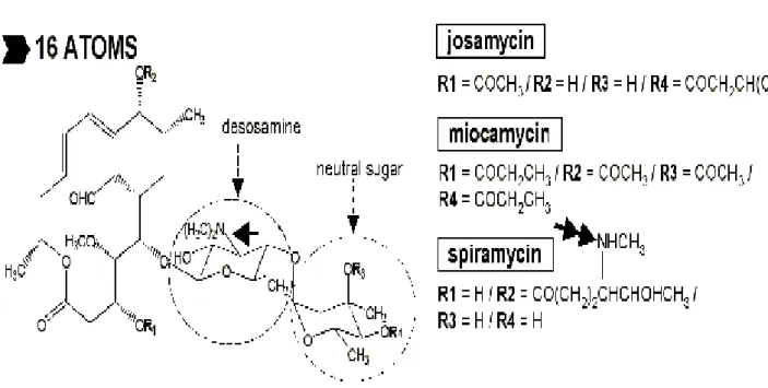 Figure 3 : Macrolides à 16 atomes dans le cycle macrolactonique 