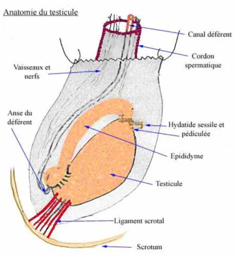 Fig. 3 : vue schématique montrant les constituant du scrotum 