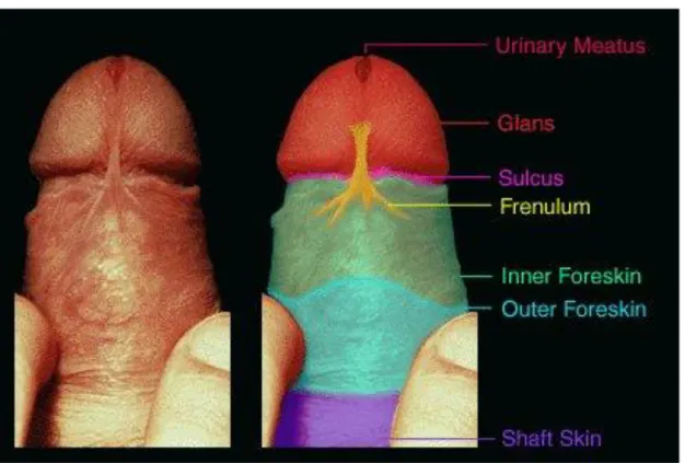 Fig. 5 : Photographie du pénis montrant les différentes parties du prépuce  Légende : 