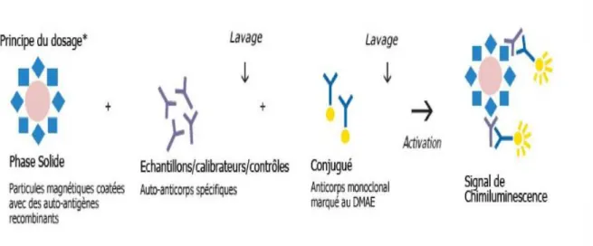 Figure 3: Principe général de la technique de dosage immunologique microparticulaire  par chimiluminescence (CMIA) [5] 