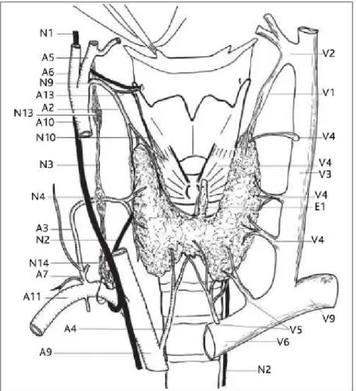 Figure 5 : Vascularisation de la glande thyroïde : vue ventrale avec  vascularisation artérielle sur le côté droit et veineuse sur le côté  gauche