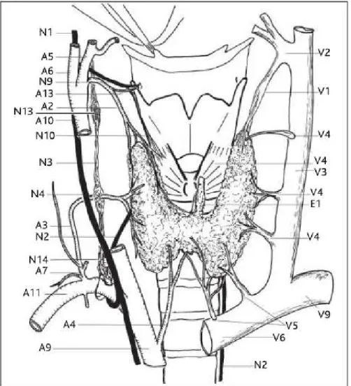 Figure 5 : Vascularisation de la glande thyroïde : vue ventrale avec  vascularisation artérielle sur le côté droit et veineuse sur le côté  gauche