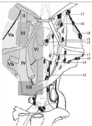 Figure 8 : Les territoires lymphatiques : vue ventrale 