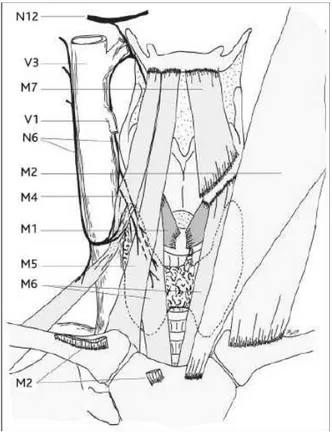 Figure 9 : Les muscles infrahyoïdiens et l'anse cervicale : vue ventrale 