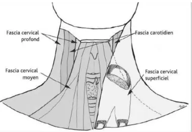 Figure 11 : Légende des schémas d’anatomie (2)