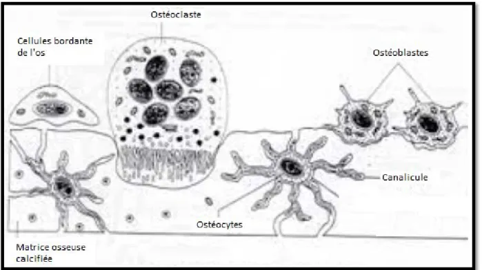 Figure 19 : les différentes cellules du tissu osseux : 