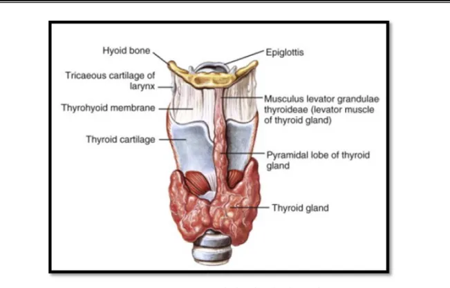 Figure 21: Vue anterieur de la glande thyroide  [10]