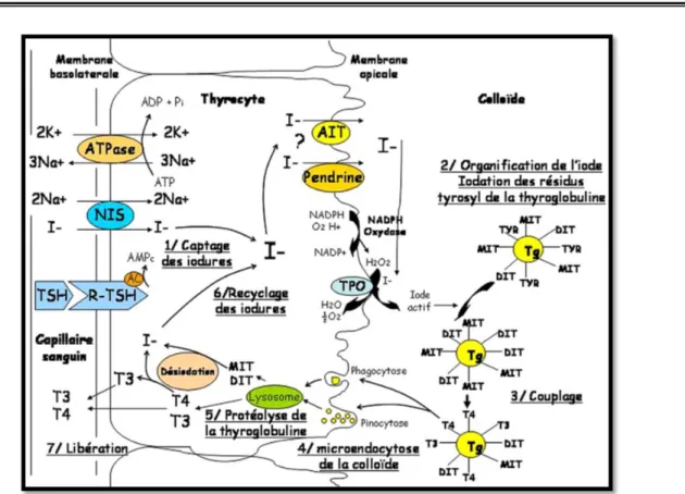 Figure 28 : Représentation schématique des différentes étapes de la biosynthèse   des hormones thyroïdiennes  