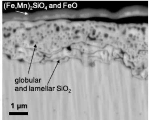 Figure 1: SEM micrography in backscattered mode of a GO electrical steel after oxidizing (T DP  = 60 3 